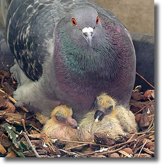 Pigeonneau - bebe Pigeon